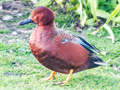 Cinnamon Teal